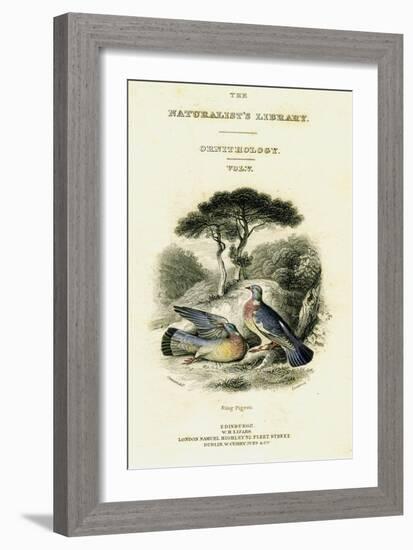 The Naturalist's Library, Ornithology Vol V, Ring Pigeon, C1833-1865-William Home Lizars-Framed Giclee Print