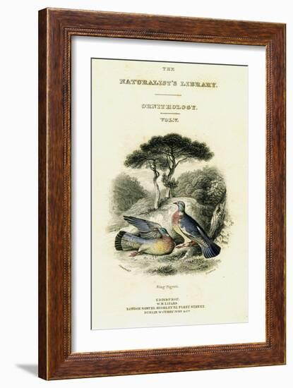 The Naturalist's Library, Ornithology Vol V, Ring Pigeon, C1833-1865-William Home Lizars-Framed Giclee Print