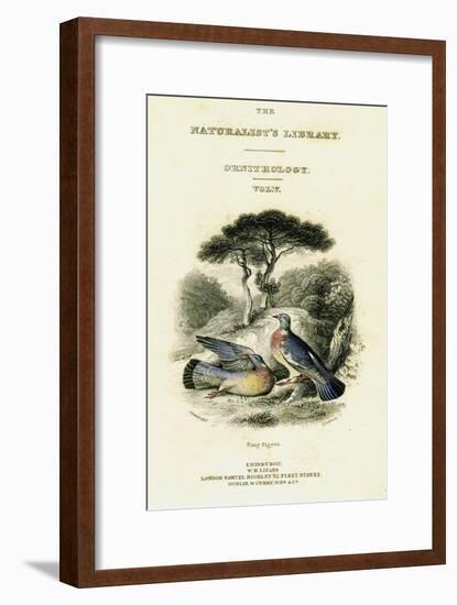 The Naturalist's Library, Ornithology Vol V, Ring Pigeon, C1833-1865-William Home Lizars-Framed Giclee Print