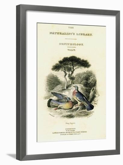 The Naturalist's Library, Ornithology Vol V, Ring Pigeon, C1833-1865-William Home Lizars-Framed Giclee Print