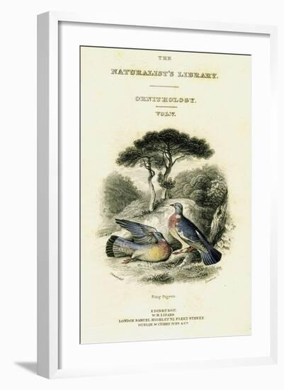 The Naturalist's Library, Ornithology Vol V, Ring Pigeon, C1833-1865-William Home Lizars-Framed Giclee Print