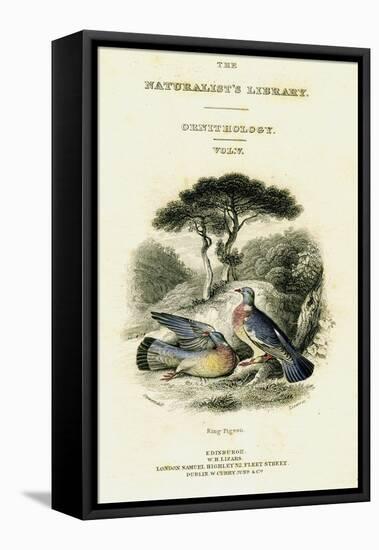 The Naturalist's Library, Ornithology Vol V, Ring Pigeon, C1833-1865-William Home Lizars-Framed Premier Image Canvas