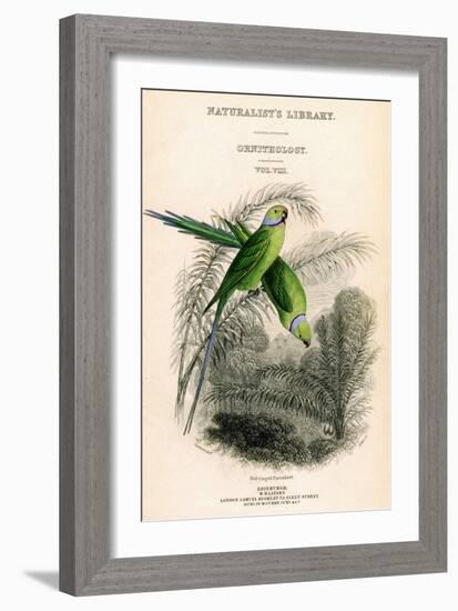The Naturalist's Library, Ornithology Vol VIII, Red Ringed Parrakeet, C1833-1865-William Home Lizars-Framed Giclee Print