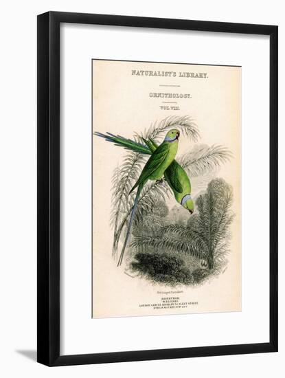 The Naturalist's Library, Ornithology Vol VIII, Red Ringed Parrakeet, C1833-1865-William Home Lizars-Framed Giclee Print