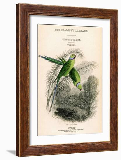 The Naturalist's Library, Ornithology Vol VIII, Red Ringed Parrakeet, C1833-1865-William Home Lizars-Framed Giclee Print