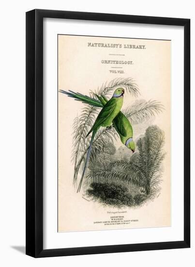 The Naturalist's Library, Ornithology Vol VIII, Red Ringed Parrakeet, C1833-1865-William Home Lizars-Framed Giclee Print