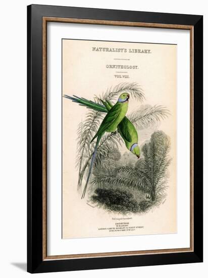 The Naturalist's Library, Ornithology Vol VIII, Red Ringed Parrakeet, C1833-1865-William Home Lizars-Framed Giclee Print