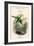 The Naturalist's Library, Ornithology Vol VIII, Red Ringed Parrakeet, C1833-1865-William Home Lizars-Framed Giclee Print