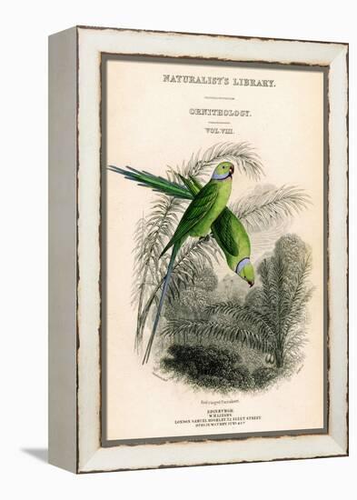 The Naturalist's Library, Ornithology Vol VIII, Red Ringed Parrakeet, C1833-1865-William Home Lizars-Framed Premier Image Canvas