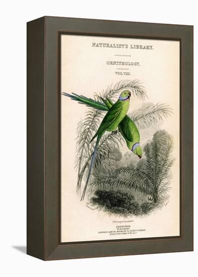 The Naturalist's Library, Ornithology Vol VIII, Red Ringed Parrakeet, C1833-1865-William Home Lizars-Framed Premier Image Canvas