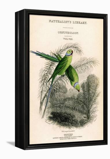 The Naturalist's Library, Ornithology Vol VIII, Red Ringed Parrakeet, C1833-1865-William Home Lizars-Framed Premier Image Canvas