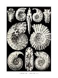 ERNST HAECKEL ART - 19Th Century - Echinidea-The Nature Notes-Framed Photographic Print