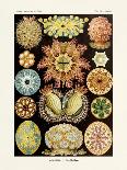 ERNST HAECKEL ART - 19Th Century - Muscinae-The Nature Notes-Photographic Print