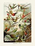 ERNST HAECKEL ART - 19Th Century - Hummingbirds - Trochilidae-The Nature Notes-Photographic Print