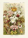 ERNST HAECKEL ART - 19Th Century - Discomedusae-The Nature Notes-Photographic Print