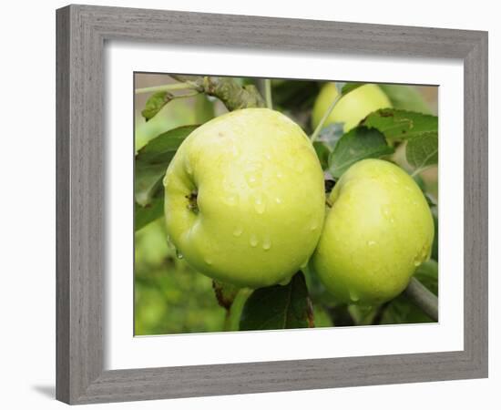 The Nelson' Apples on Apple Tree Norfolk, UK-Gary Smith-Framed Photographic Print