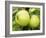 The Nelson' Apples on Apple Tree Norfolk, UK-Gary Smith-Framed Photographic Print