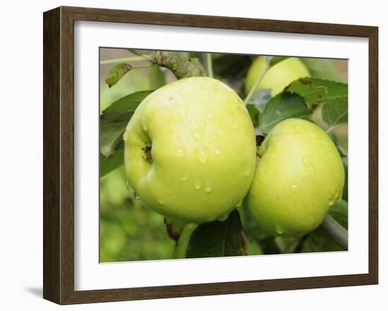 The Nelson' Apples on Apple Tree Norfolk, UK-Gary Smith-Framed Photographic Print