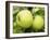 The Nelson' Apples on Apple Tree Norfolk, UK-Gary Smith-Framed Photographic Print