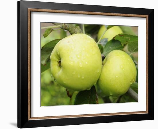 The Nelson' Apples on Apple Tree Norfolk, UK-Gary Smith-Framed Photographic Print