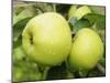 The Nelson' Apples on Apple Tree Norfolk, UK-Gary Smith-Mounted Photographic Print