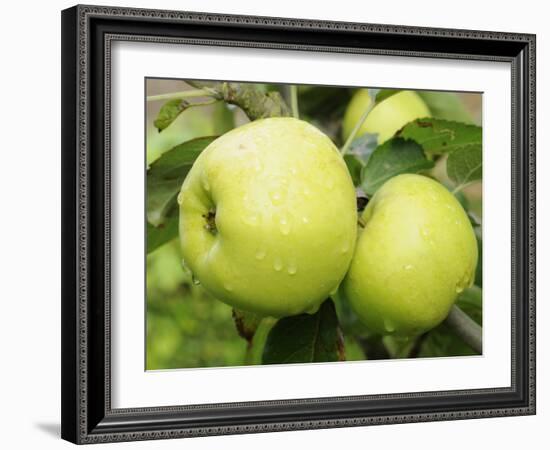 The Nelson' Apples on Apple Tree Norfolk, UK-Gary Smith-Framed Photographic Print