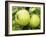 The Nelson' Apples on Apple Tree Norfolk, UK-Gary Smith-Framed Photographic Print