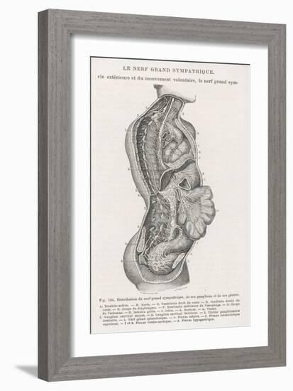 The Nervous System of the Spine-Louis Figuier-Framed Art Print