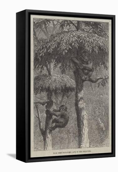The Nest-Building Ape in His Shelter-Joseph Wolf-Framed Premier Image Canvas