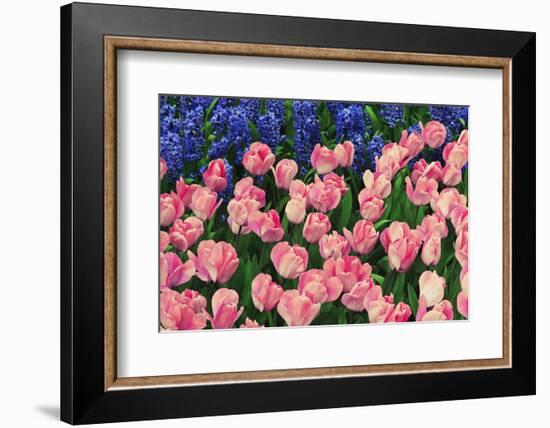 The Netherlands, Lisse. Close-up of flowers.-Jaynes Gallery-Framed Photographic Print