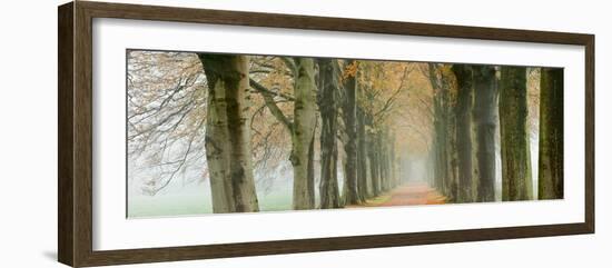 The Netherlands, 'S-Graveland, Beech Lane, Country Road, Autumn Colors-Frans Lemmens-Framed Photographic Print