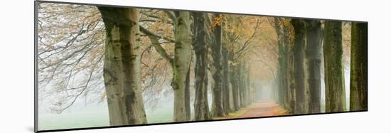 The Netherlands, 'S-Graveland, Beech Lane, Country Road, Autumn Colors-Frans Lemmens-Mounted Photographic Print