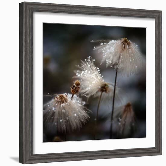 The New Dress-Shenshen Dou-Framed Photographic Print