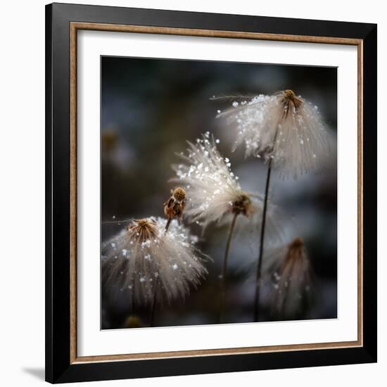 The New Dress-Shenshen Dou-Framed Photographic Print