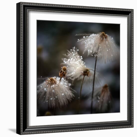 The New Dress-Shenshen Dou-Framed Photographic Print