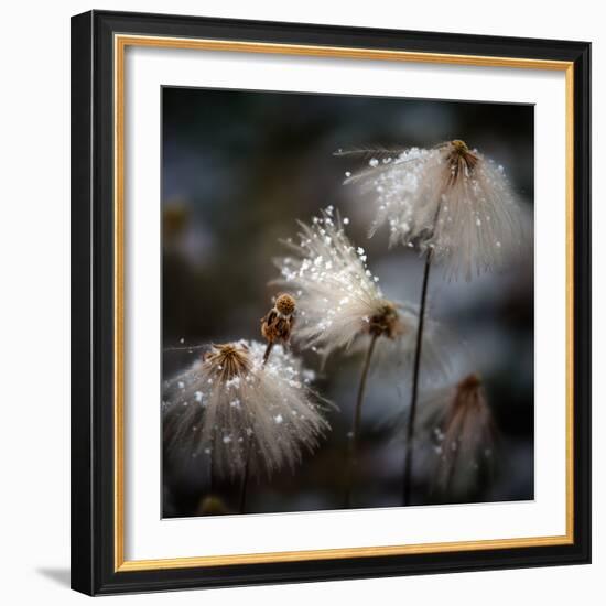 The New Dress-Shenshen Dou-Framed Photographic Print