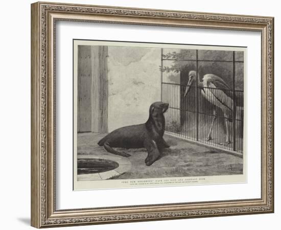 The New Neighbour, Cape Sea Lion and Adjutant Bird-Henry Stacey Marks-Framed Giclee Print