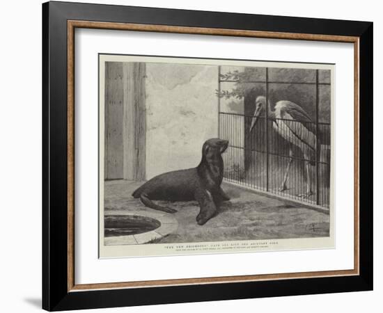 The New Neighbour, Cape Sea Lion and Adjutant Bird-Henry Stacey Marks-Framed Giclee Print