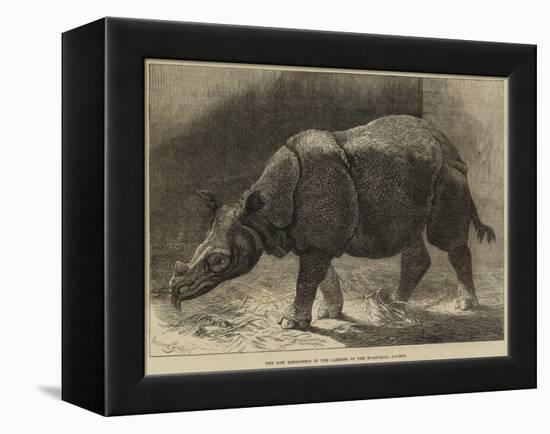 The New Rhinoceros in the Gardens of the Zoological Society-null-Framed Premier Image Canvas