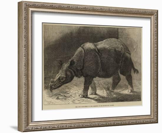 The New Rhinoceros in the Gardens of the Zoological Society-null-Framed Giclee Print