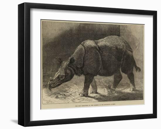 The New Rhinoceros in the Gardens of the Zoological Society-null-Framed Giclee Print