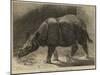 The New Rhinoceros in the Gardens of the Zoological Society-null-Mounted Giclee Print