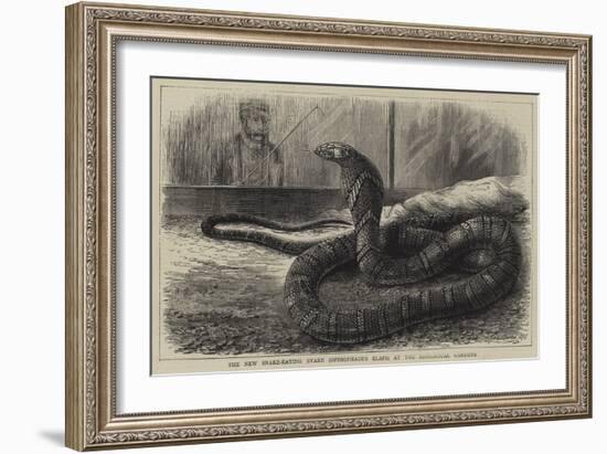 The New Snake-Eating Snake (Ophiophagus Elaps) at the Zoological Gardens-null-Framed Giclee Print