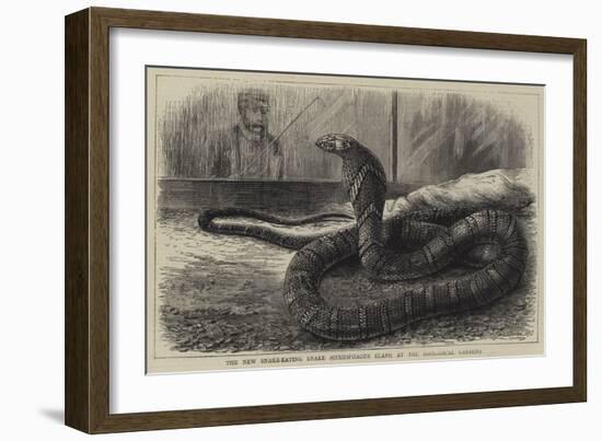 The New Snake-Eating Snake (Ophiophagus Elaps) at the Zoological Gardens-null-Framed Giclee Print