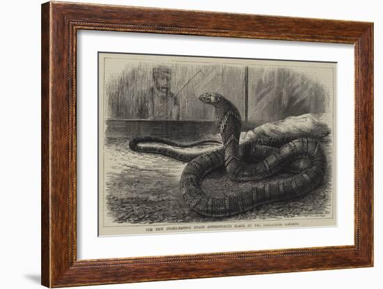 The New Snake-Eating Snake (Ophiophagus Elaps) at the Zoological Gardens-null-Framed Giclee Print