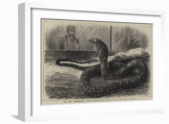 The New Snake-Eating Snake (Ophiophagus Elaps) at the Zoological Gardens-null-Framed Giclee Print