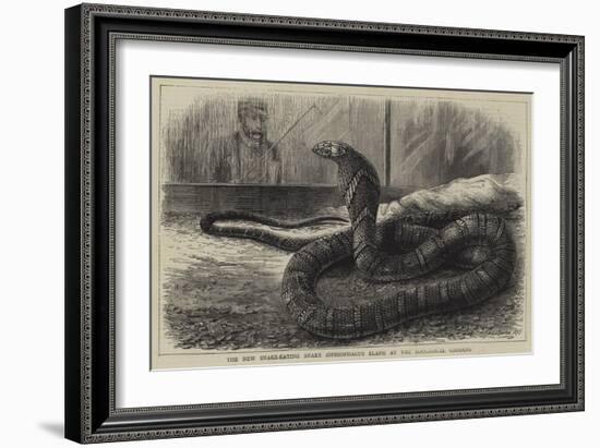 The New Snake-Eating Snake (Ophiophagus Elaps) at the Zoological Gardens-null-Framed Giclee Print