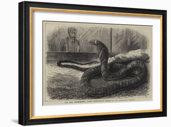 The New Snake-Eating Snake (Ophiophagus Elaps) at the Zoological Gardens-null-Framed Giclee Print