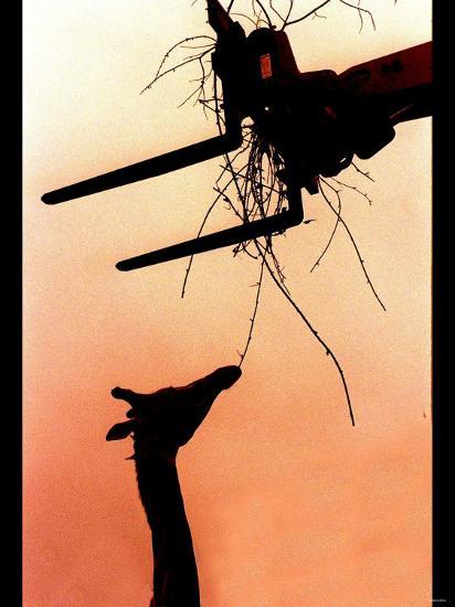 Photographic Print, , large