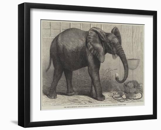 The Newly-Imported African Elephant at the Gardens of the Zoological Society, Regent's Park-Friedrich Wilhelm Keyl-Framed Giclee Print